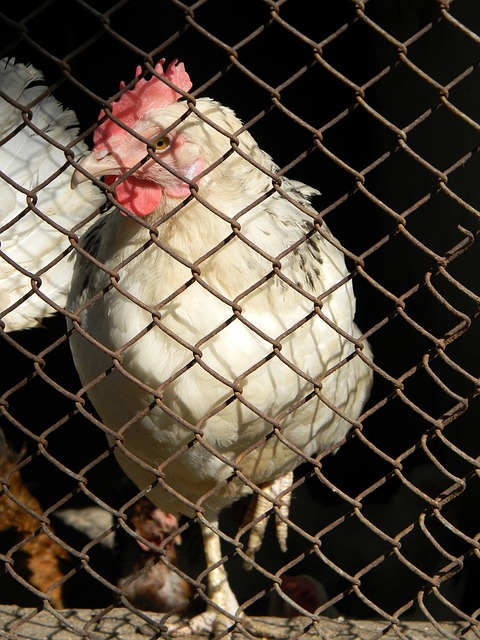 穆罕默德 穆罕默德